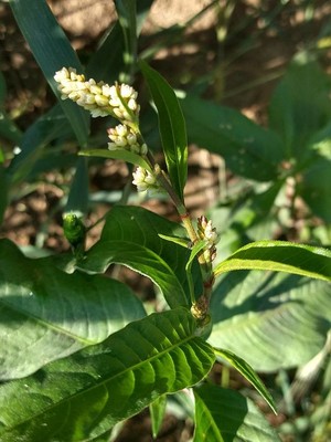 photo of Pale Persicaria