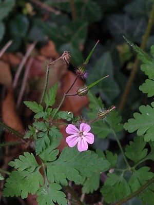 photo of Herb Robert