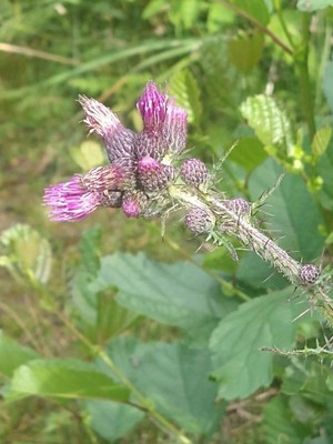 photo of Marsh Thistle
