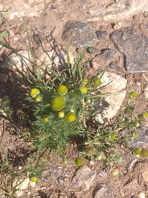 photo of Pineappleweed