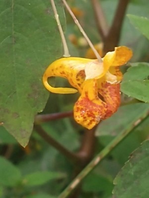 photo of Orange Balsam