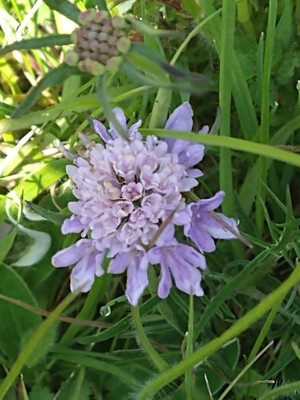 photo of Small Scabious