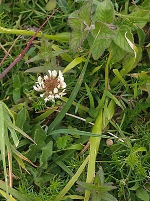 photo of White Clover