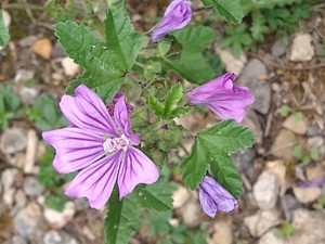 photo of Common Mallow