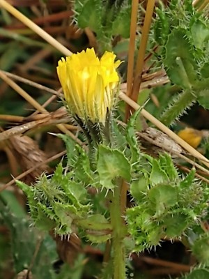 photo of Prickly Sow Thistle