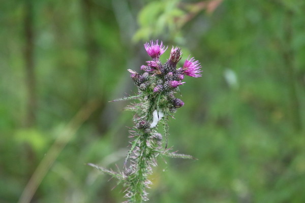photo of Marsh Thistle