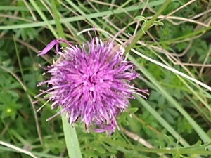 photo of Greater Knapweed