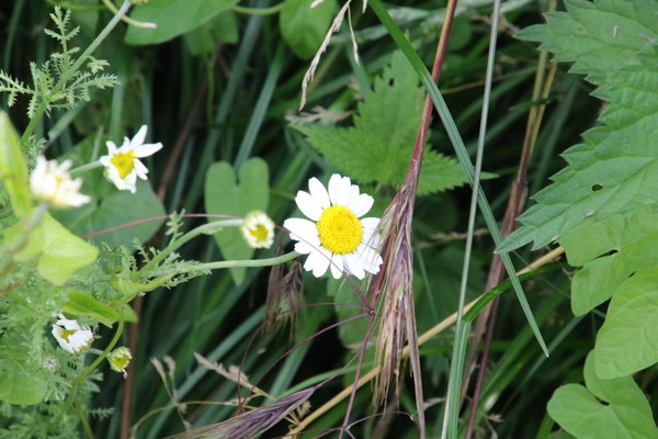 photo of Stinking Chamomile