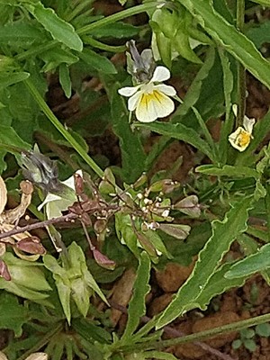 photo of Field Pansy