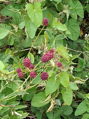 photo of Great Burnet