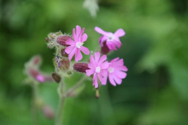 photo of Red Campion