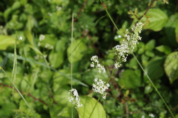 photo of Hedge Bedstraw