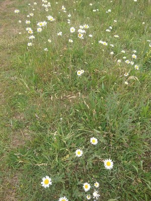 photo of Oxeye Daisy