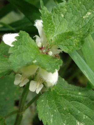 photo of White Dead Nettle
