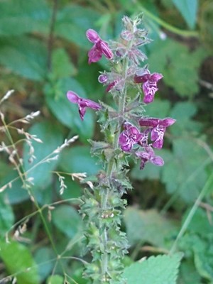 photo of Hedge Woundwort