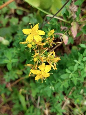 photo of Perforate St. John's Wort