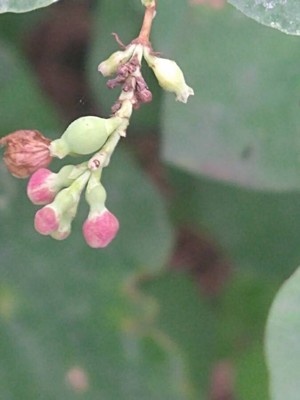 photo of Snowberry
