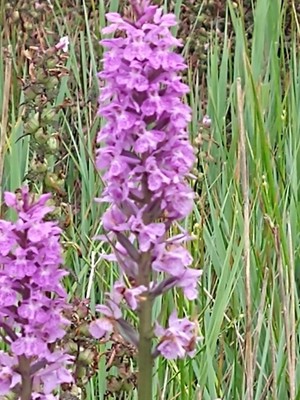 photo of Southern Marsh Orchid