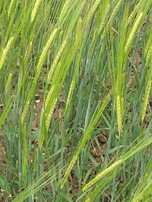 photo of Barley
