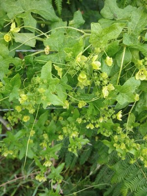 photo of White Bryony