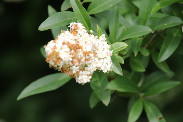 photo of Wild Privet