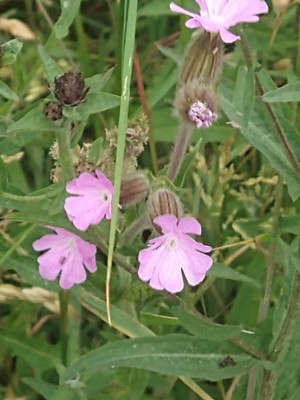 photo of Red Campion