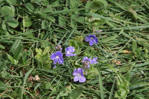 photo of Germander Speedwell