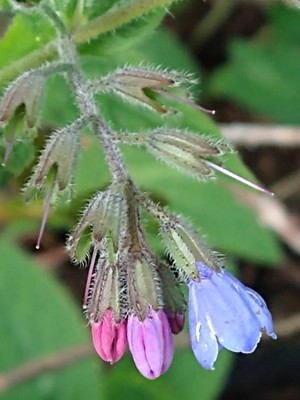 photo of Common Comfrey