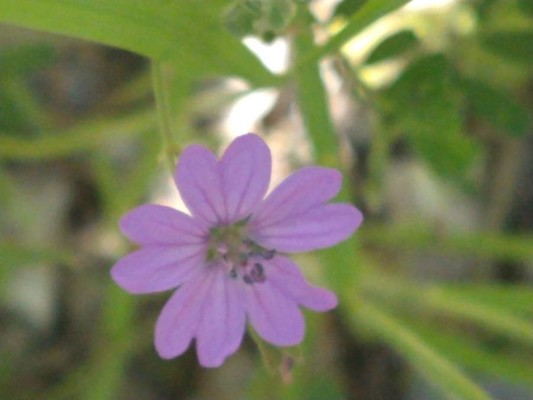 photo of Dove's Foot Crane's Bill