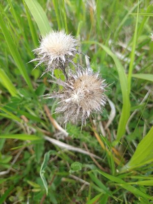 photo of Carline Thistle