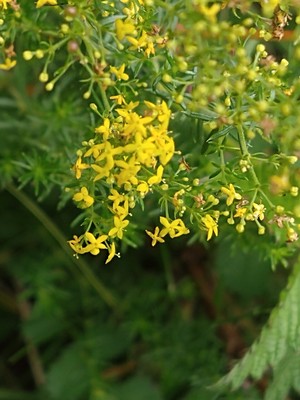 photo of Lady's Bedstraw