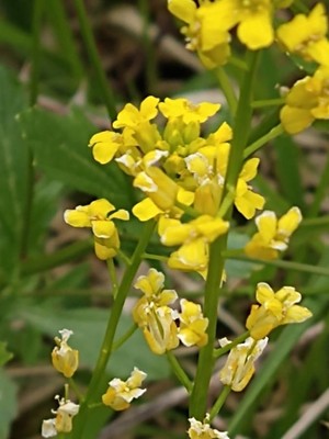 photo of Common Winter Cress