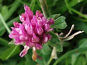 photo of Red Clover