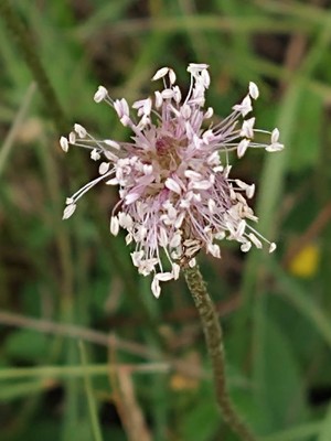 photo of Hoary Plantain