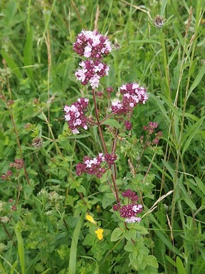 photo of Wild Marjoram