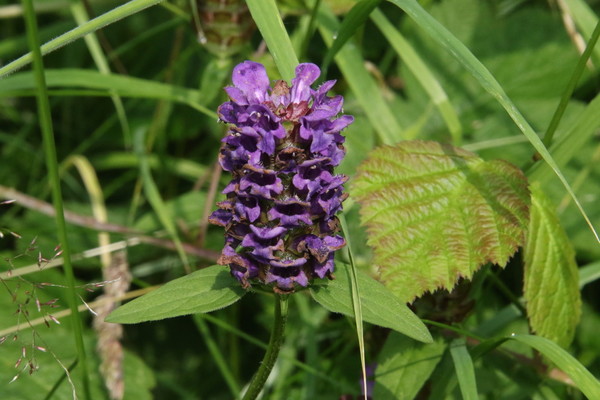 photo of Selfheal
