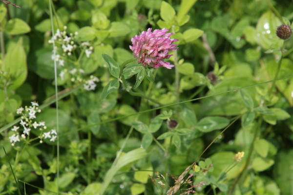 photo of Red Clover