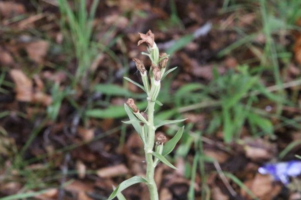 photo of White Helleborine