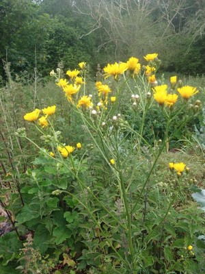 photo of Rough Hawk's Beard