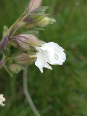 photo of White Campion