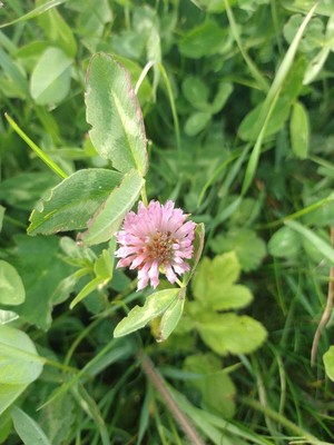 photo of Red Clover