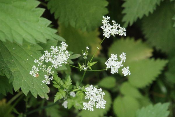 photo of Cow Parsley