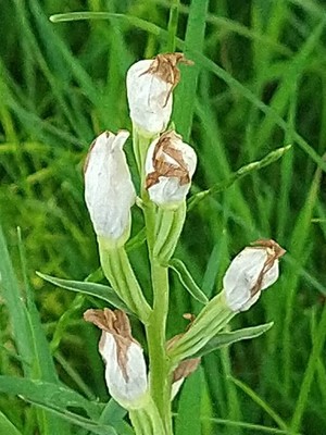 photo of White Helleborine