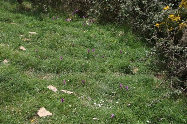 photo of Early Purple Orchid