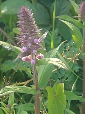 photo of Marsh Woundwort