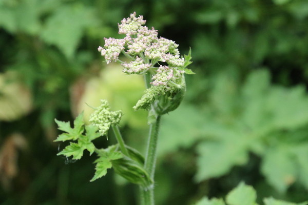 photo of Hogweed