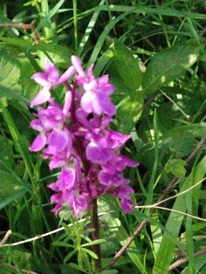 photo of Early Purple Orchid