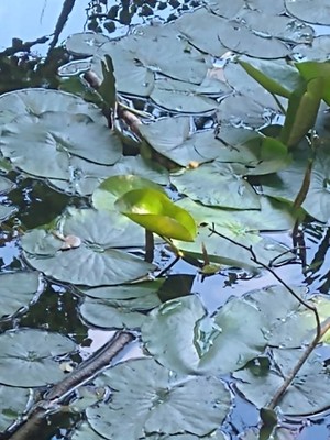 photo of White Water Lily