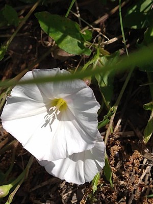 photo of Field Bindweed