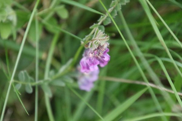 photo of Bush Vetch